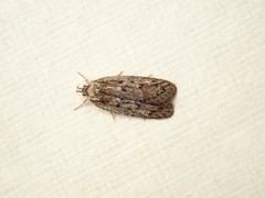 Acantholena siccella