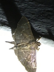 Pilocrocis ramentalis