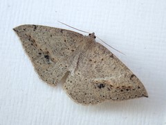 Taxeotis perlinearia