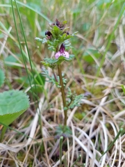 Pedicularis parviflora