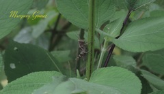 Abracris flavolineata