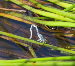 Ischnura perparva