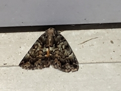 Allotria