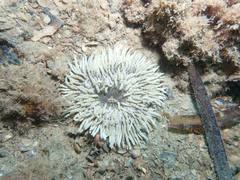 Heteractis