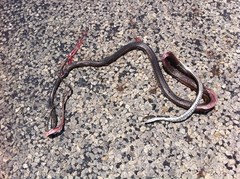 Masticophis taeniatus girardi
