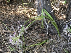 Allium bisceptrum