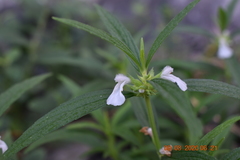 Leucas lavandulifolia