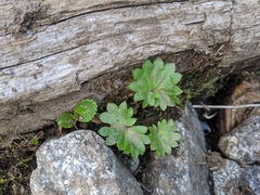 Micranthes nelsoniana