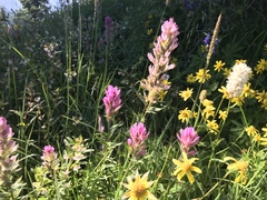 Castilleja parviflora olympica