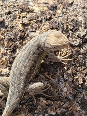 Sceloporus graciosus