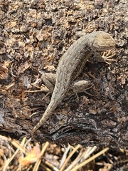 Sceloporus graciosus