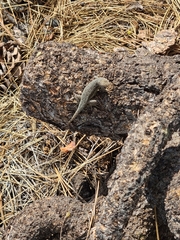 Sceloporus graciosus