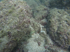 Epinephelus labriformis