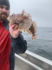 Hemilepidotus hemilepidotus