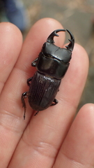 Aegus laevicollis formosae