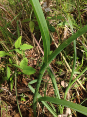 Tradescantia ohiensis