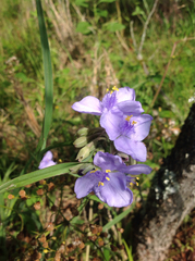 Tradescantia ohiensis