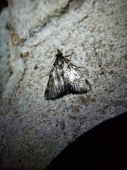 Aglossa pinguinalis
