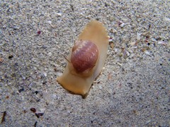 Tanea sagittata