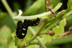 Oraesia emarginata