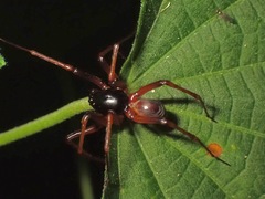 Pacullidae