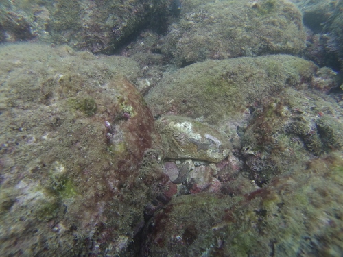 Canthigaster punctatissima
