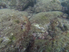 Canthigaster punctatissima