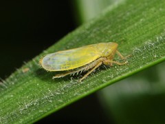 Sorhoanus orientalis