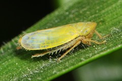 Sorhoanus orientalis