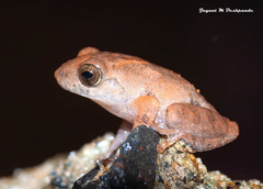 Pseudophilautus amboli