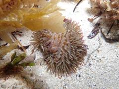 Heteractis
