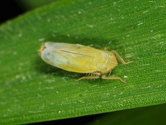 Sorhoanus orientalis