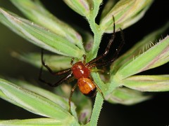 Synema parvulum