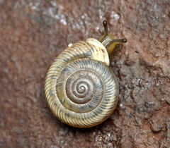 Daedalochila mooreana