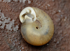 Daedalochila mooreana