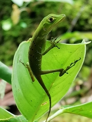 Anolis purpurescens