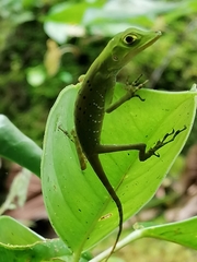 Anolis purpurescens