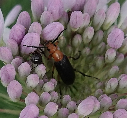 Zonitis atripennis photo 5