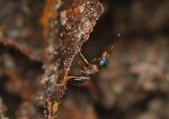 Pheidole metallescens