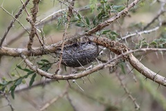 Opodiphthera eucalypti