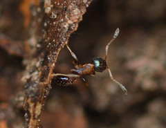 Pheidole metallescens
