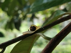 Helicarionoidea