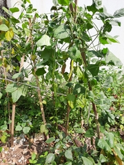 Vigna sinensis