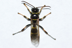 Gorytes atricornis