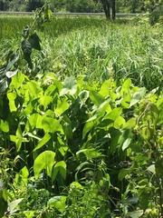 Sagittaria brevirostra