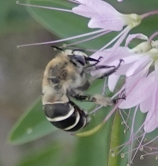 Anthophora walshii