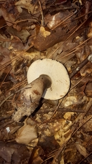Boletaceae