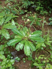 Biophytum sensitivum