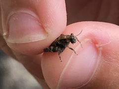 Paratettix cucullatus