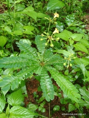 Biophytum sensitivum